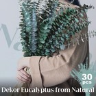 30pcs Dried Eucalyptus Stems 17  Real Preserved Eucalyptus Plant For Shower F   