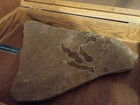 Fosill Dinasaur Tracks - Hanging Case Included
