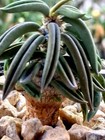 Rare Euphorbia Cylindrifolia Subsp  Tuberifera     Madagascar Caudex Succulent 