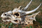 Dragon Skull Fossil Statue Figurine - Erathia - Elder Scrolls - Mythical Fantasy