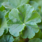 100  Geranium Seeds -luster Mix- Fragrant - Fresh Flower Seeds Non Gmo