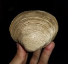 Sea Shell Fossil  Bivalvia  Big Agatized Clam Fossil From Java  Indonesia  75mm