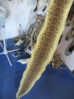 Rattlesnake Skin Prairie Rattle Snake Hide Dry Tanned Wrap Pen Blanks 48 In  R5