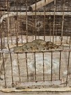 Antique 1800s Bird Parakeet Cage Very Old Home Decor 