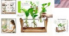 3 Bulb Glass Vases Plant Propagation Station - Unique Gardening Gift Idea