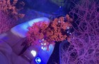 Sale 2in Acid Rain orange Galaxy halymenia Dilata augophyllum Wysorii Macroalgae