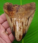 4 54   Megalodon Shark Tooth Real Fossil No Restorations Sharks Teeth