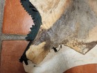 Vintage Red Hartebeest Hide Rug African Taxidermy Antelope Skin Felt Back 62 x44