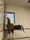 Indio Gigante 1 Dozen Hatching Eggs See Description For Shipping Timeframe