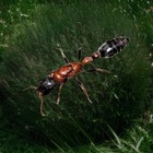 Tetraponera Rufonigra 9-15 w Ant Desk Garden Art   Bicolored Queen Figurine Set