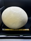 Vintage Ostrich Egg Shell For Display Or Crafting 6  Clean