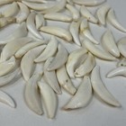 Lot Of 50 Damaged Cracked Coyote Fangs Teeth Goth Real Taxidermy Cleaned  3975
