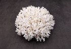 White Lace Coral Large Cluster Pocillopora  1 Coral Approx  6 75-7 75  Inches 