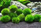 2 Marimo Moss Ball 1-1 5 Inches Cladophora Live Plant Aquarium In Usa