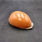 Golden Cowrie Seashell Callistocypraea Aurantium  1 Shell Approx  3 5  Inches 