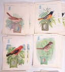 Lot Of 42 Singer Sewing Machine American Song Bird Advertising Trade Cards  1