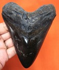 Huge Megalodon Shark Tooth - Real Fossil - 4 83  - Shark Teeth No Restorations