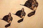 C o Chessie System Railroad Cat Chessie And Her Kittens Framed Re-prints