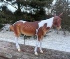 Breyer Winnifred 2025 Premier Club Mule W  Box  And Coa Sorrel Pinto