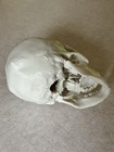 3d Printed Skull - Anatomically Correct Model