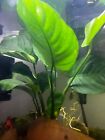 Buy 2 Get 1 Free Anubias Barteri Live Aquarium And Pond Plant