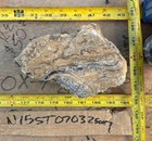 Stromatolite Fossil Wyoming 4 Pounds