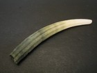 Very Cool   dentalium Elephantium 91 7mm philippines Marine Life