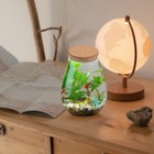 Clear Glass Vase Orb Ecological Glass Bottle Plant Jar Terrarium