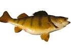 Large Real Skin Jumbo Yellow Perch Fish Mount 13 3 4  Long