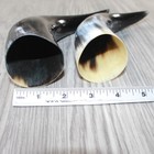 2 Small Polished Cow Horns  7262    Natural Colored