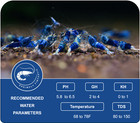 10 Ocean Blue Caridina Shrimp   Free Shipping   Live Guarantee   Usa Bred