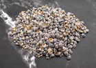 Zebra Nerite Seashells Black White  approx  Half Cup   -850 Shells 0 25  Inches 