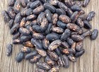 Fresh Tendergreen Improved Green Garden Bean Seeds  Bush  Stringless  2026         