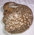 Steiff Lorli Fawn Laying Down Curled Up Spotted Deer Ear Tag Vintage 1831 38