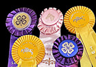 Vintage Lot 5 Horse Show Ribbons Small Rosettes Saginaw Mi Fair Crafts Colorful