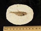Diplomystus Fry Fish Fossil From Fossil Lake Wyoming 68 0gr