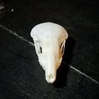 Townsends Mole  Real Animal Skull  Oddities  Curiosities  Scapanus Townsendii