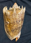 Volutidae Cymbiola Imperialis 175 0mm Zanboanga Philippines 2016 - Nice Crown 