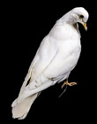 Rock Pigeon Bird C Livia Taxidermy Oddities Curiosity Collectible Specimen Craft