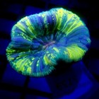 Ultra Highlighter Trachyphylli Coral Wysiwyg - Indigo Corals - Ic 3739 - Trachy