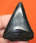 Great White Shark Tooth - 1 80 - Shark Teeth - Real Fossil - No Restorations