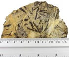 Leveillites Hartnageli Silurian Fossil Plants Algae