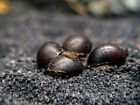 Black Racer Nerite Snail