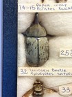 Vintage Entomology Specimen Collection In Riker Box