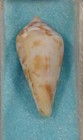 Conus Ermineus 26mm Aricite Canzarote canary Islands Formerly Ermineus Grayi