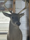 Nice 6 Point Whitetail Deer Buck Shoulder Mount Taxidermy
