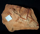 Rare Alloiopteris Erosa   Detailed Carboniferous Fern Leaf - Fossil Plant   