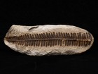 Super Half Mazon Creek Fern Fossil  Coal City  Il