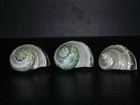 Three  3  Pearl Banded Green Turbo Sea Shell  Beach Craft Aquarium Snail Shells