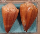 Conus Diadema 2 Shells 42mm Galapagos Islands West Of Bahia Wreck